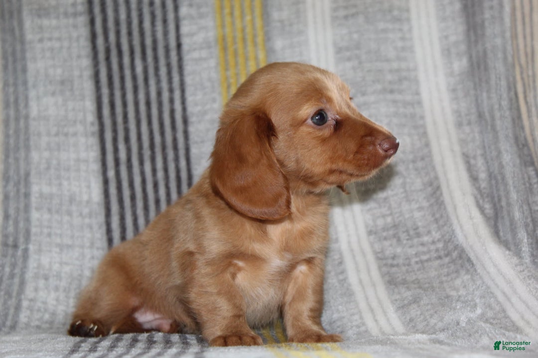 Miniature Dachshund dogs for sale: Zack - Image 3