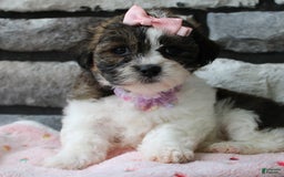 Teddy Bear dogs for sale: Addie - Image 6