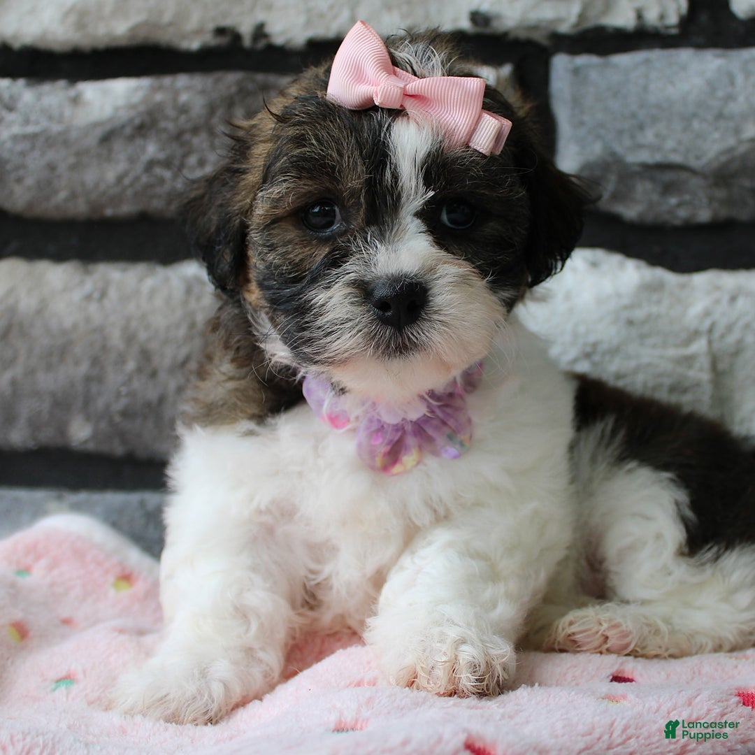 Teddy Bear dogs for sale: Addie - Image 6