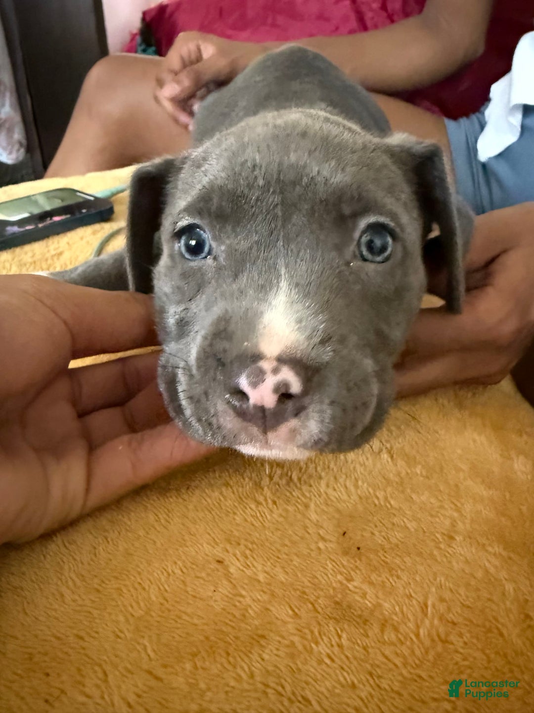 American Pit Bull Terrier dogs for sale: Tiny - Image 3