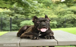 Cane Corso dogs for sale: Ted - Image 2