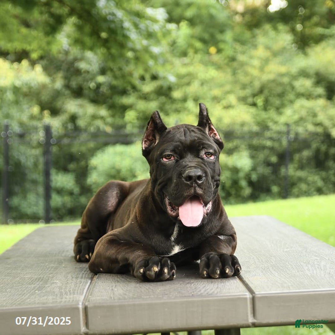 Cane Corso dogs for sale: Ted - Image 2