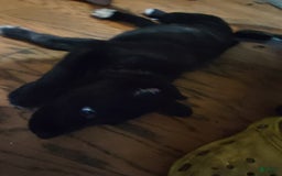 Cane Corso dogs for sale: Cane Corso 2 puppies - Image 5