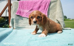 Cavalier King Charles Spaniel dogs for sale: Georgia - Image 3
