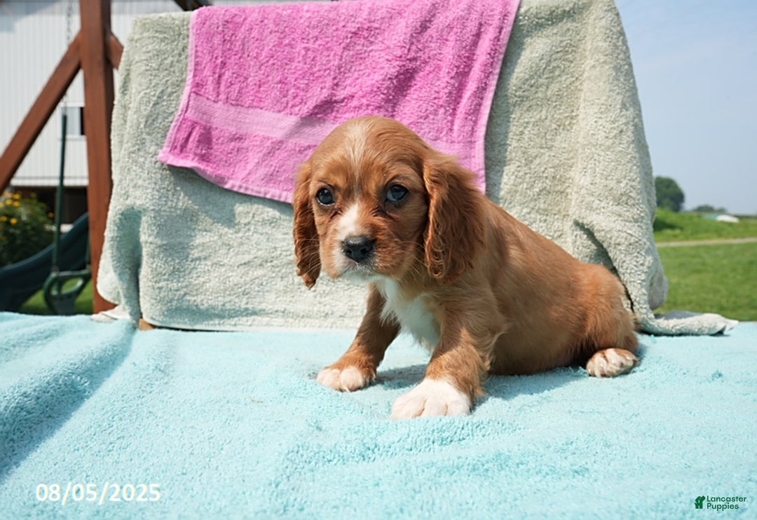 Cavalier King Charles Spaniel dogs for sale: Georgia - Image 3