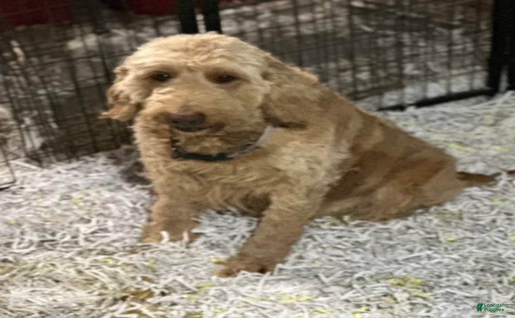 Goldendoodle dogs for sale - Ad 3