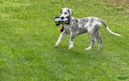 Great Dane dogs for sale: Heather - Image 6