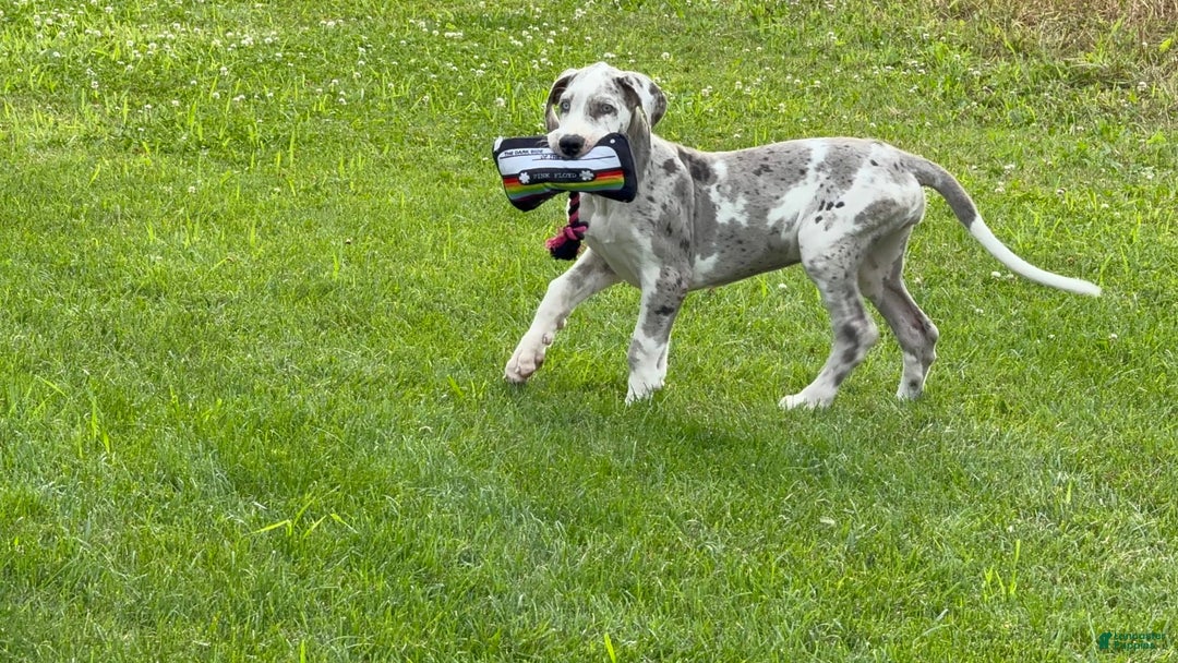 Great Dane dogs for sale: Heather - Image 6