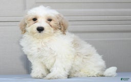 Maltipoo dogs for sale: Lola - Image 7