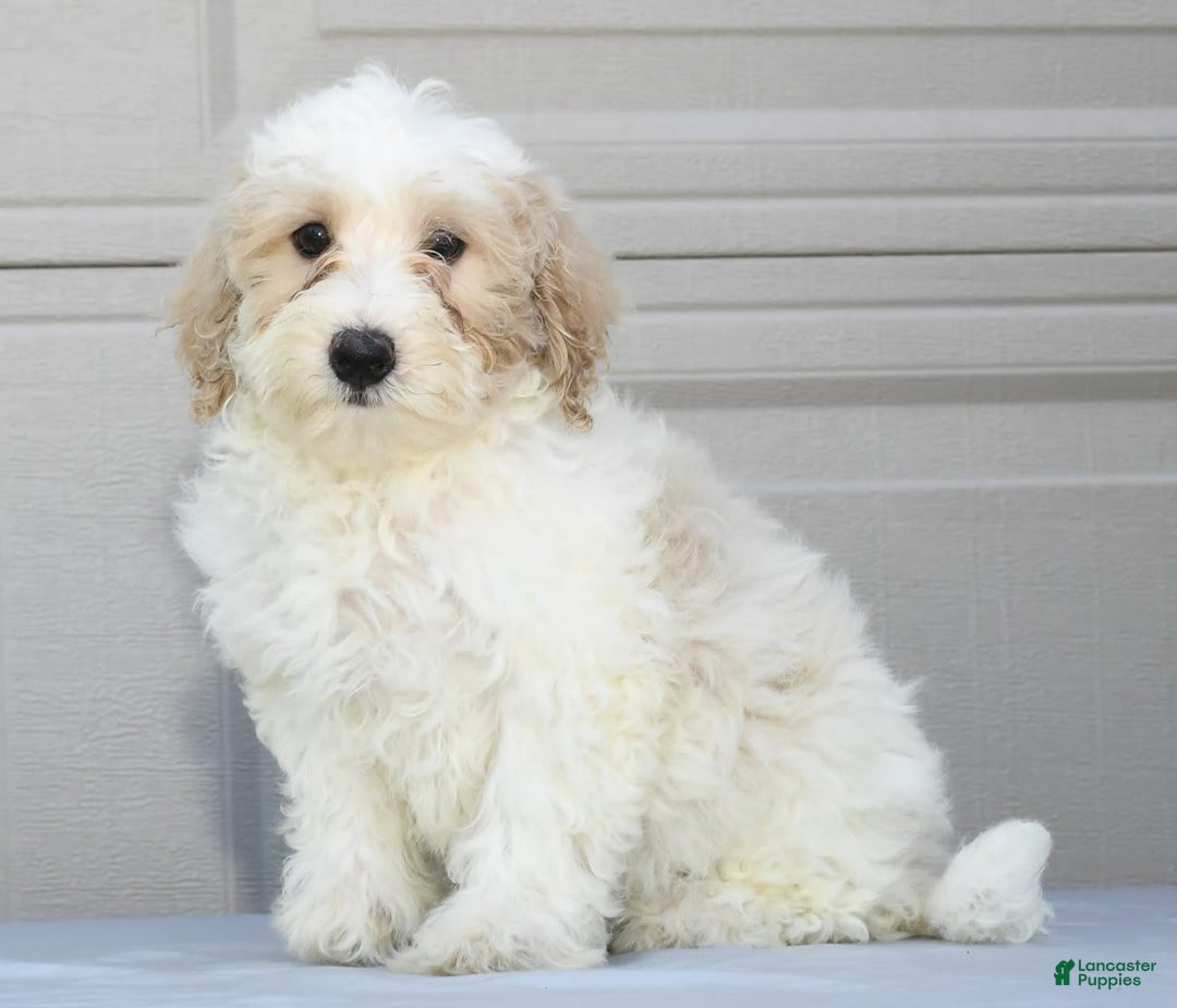 Maltipoo dogs for sale: Lola - Image 7
