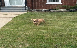 American Bully dogs for sale: Dutches - Image 1