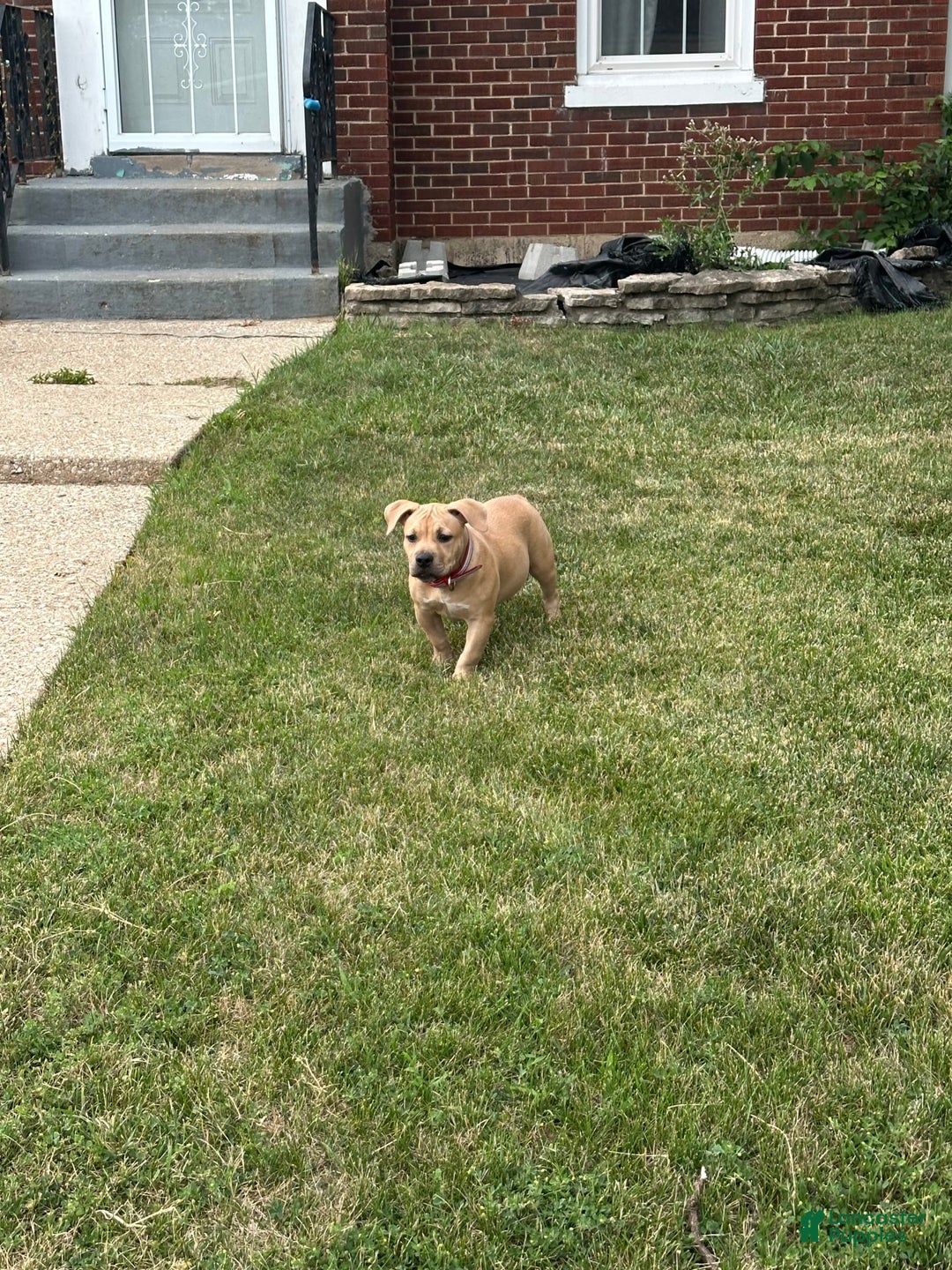 American Bully dogs for sale: Dutches - Image 1