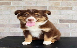 Australian Shepherd dogs for sale: Beauty - Image 1