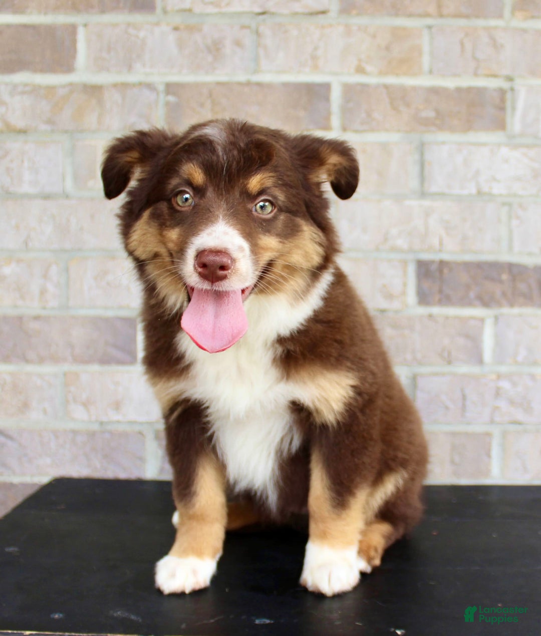 Australian Shepherd dogs for sale: Beauty - Image 1