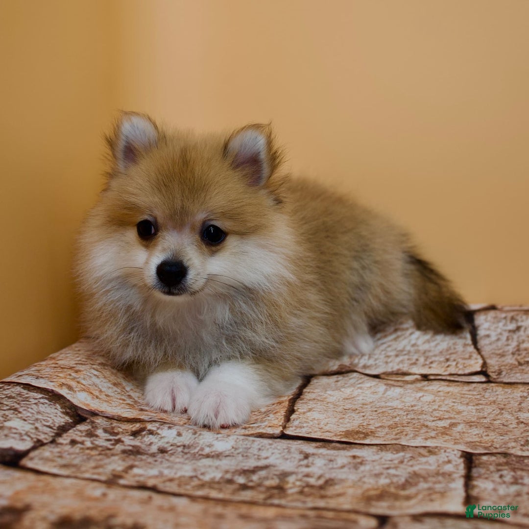 Pomeranian dogs for sale: Taryn - Image 3