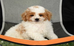 Cavapoo dogs for sale: Merf - Image 7