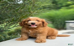 Mini Goldendoodle dogs for sale: Kaylor - Image 7