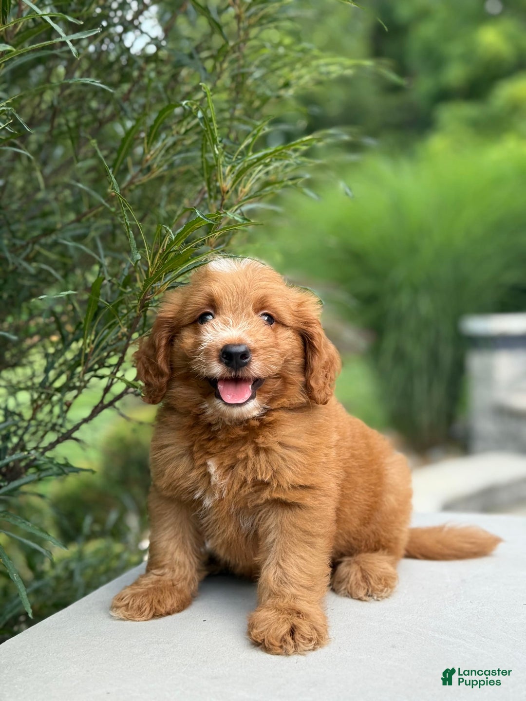 Mini Goldendoodle dogs for sale: Kaylor - Image 7