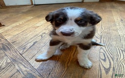 Australian Shepherd dogs for sale: Max - Image 2
