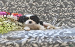 Cavapoo dogs for sale: Beauty - Image 3