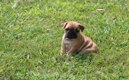 French Bulldog dogs for sale: Sheila - Image 20