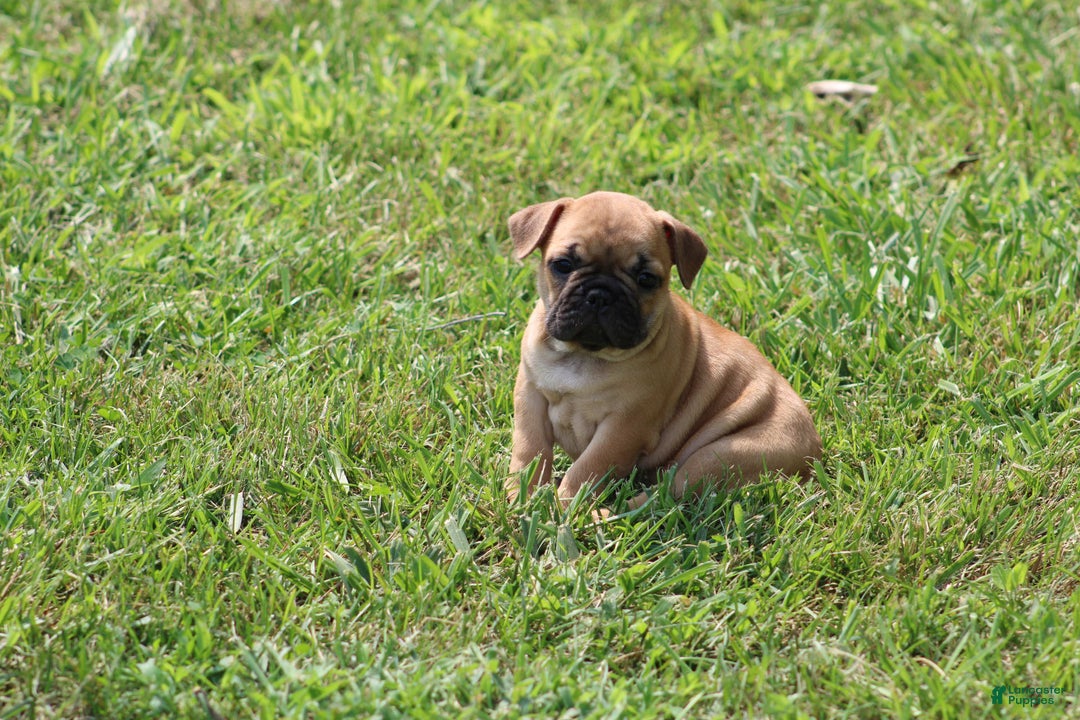 French Bulldog dogs for sale: Sheila - Image 20