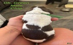 English Springer Spaniel dogs for sale: Chip - Image 7