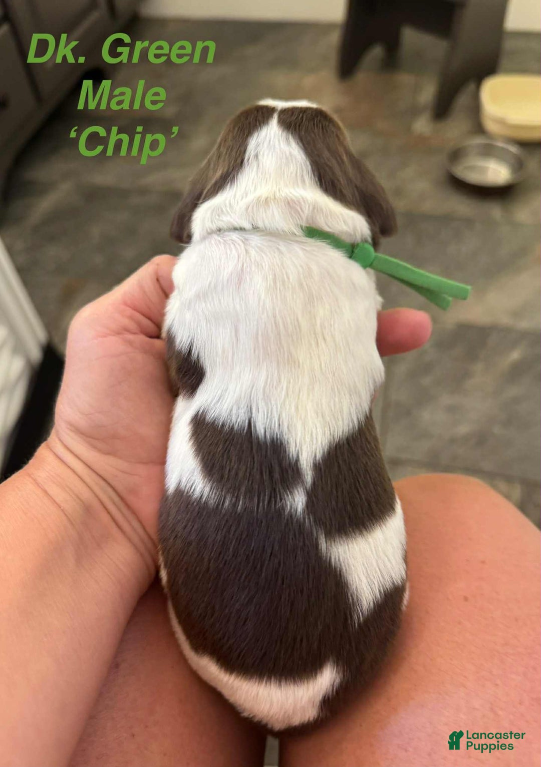 English Springer Spaniel dogs for sale: Chip - Image 7