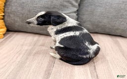 Dalmatian dogs for sale: Minnie - Image 5