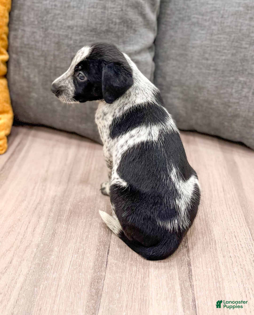 Dalmatian dogs for sale: Minnie - Image 5