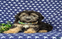 Cavapoo dogs for sale: Dunleigh Hypoallergenic - Image 6
