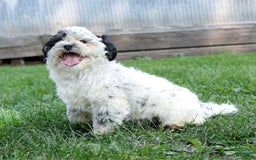 Shihpoo dogs for sale: Benny - Image 4