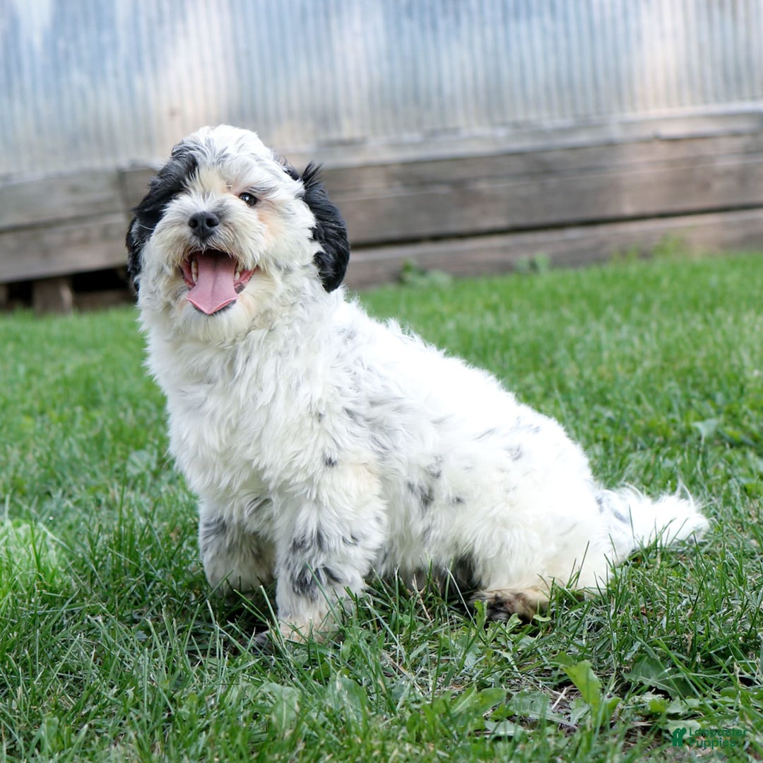 Shihpoo dogs for sale: Benny - Image 4
