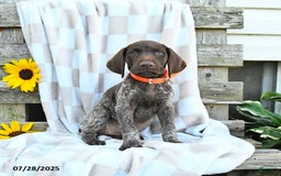 German Shorthaired Pointer dogs for sale: Lavender - Image 2