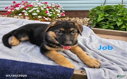 German Shepherd dogs for sale: Job - Image 2