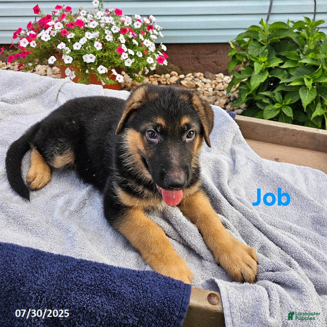 German Shepherd dogs for sale: Job - Image 2
