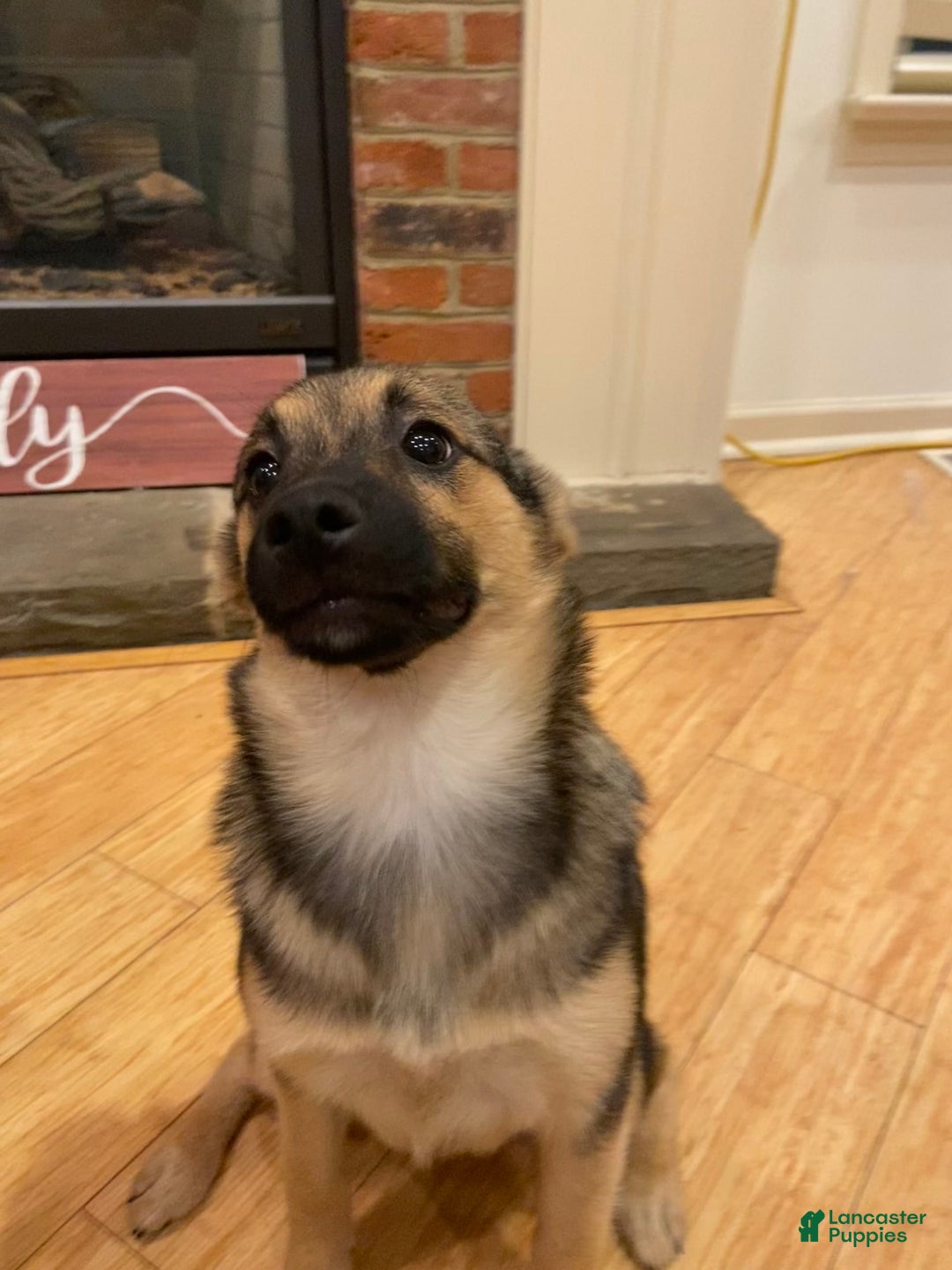 Keeshond dogs for sale: Winnie - Image 2