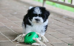 Havanese dogs for sale: Jack - Image 4