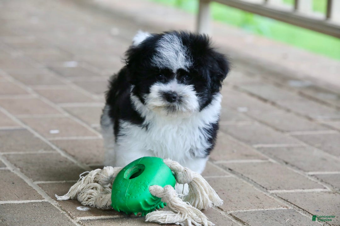 Havanese dogs for sale: Jack - Image 4