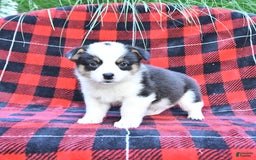 Welsh Corgi Pembroke dogs for sale: Sport - Image 3