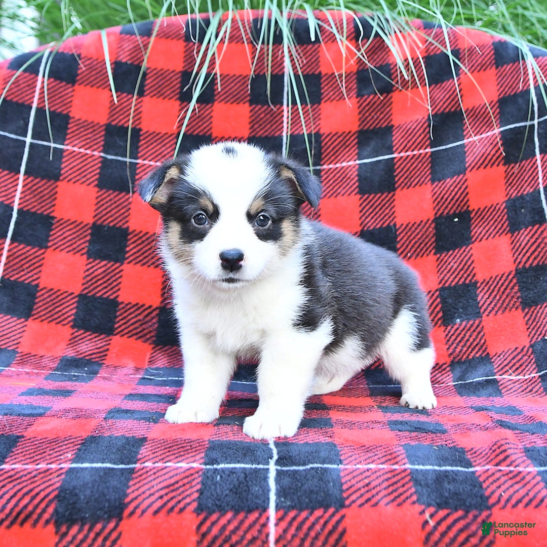 Welsh Corgi Pembroke dogs for sale: Sport - Image 3