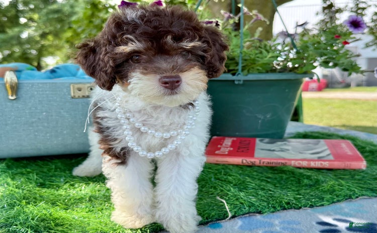 Toy Poodle dogs for sale - Ad 3