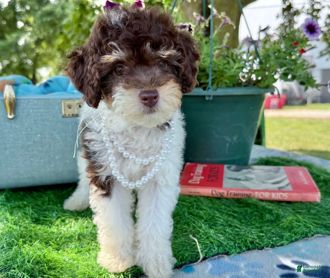Toy Poodle dogs for sale: Cookie - Image 1