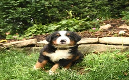 Bernese Mountain Dog dogs for sale: William - Image 1