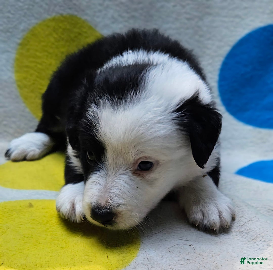 Border Collie dogs for sale: Bear - Image 18