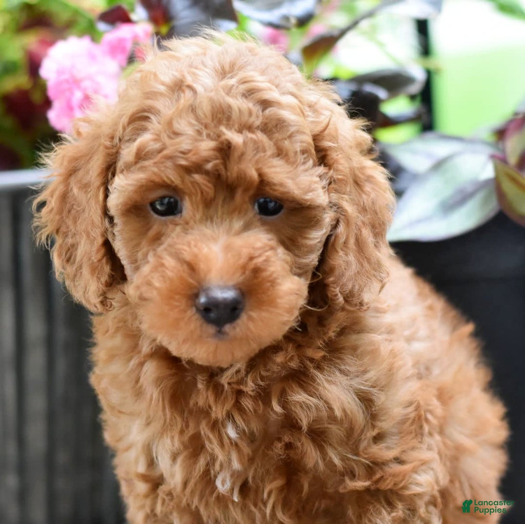 Miniature Poodle dogs for sale: Leo - Image 1