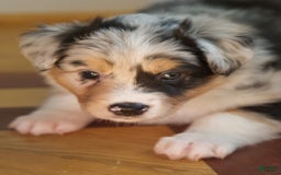 Australian Shepherd dogs for sale: Strawberry - Image 5