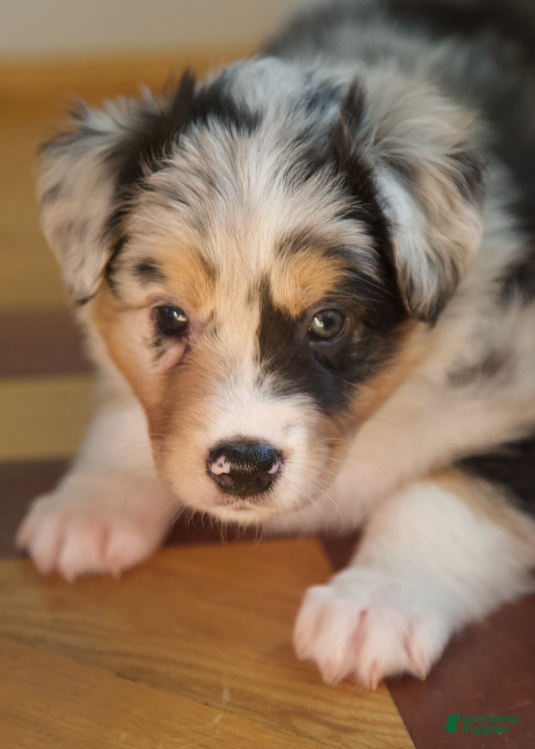 Australian Shepherd dogs for sale: Strawberry - Image 5