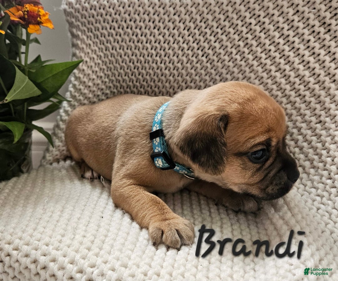 Puggle dogs for sale: Brandi - Image 2