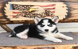 Siberian Husky dogs for sale: Raylee - Image 2